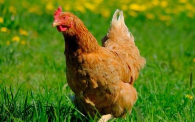 ¿Sabías éstas curiosidades sobre las gallinas?